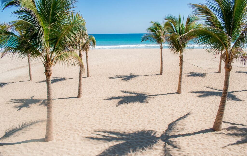 a beach with palm trees